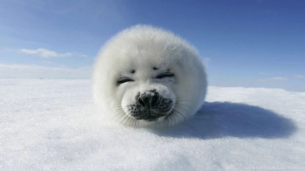 Give Your Desktop Good Vibes With These Awesome Animal Wallpapers