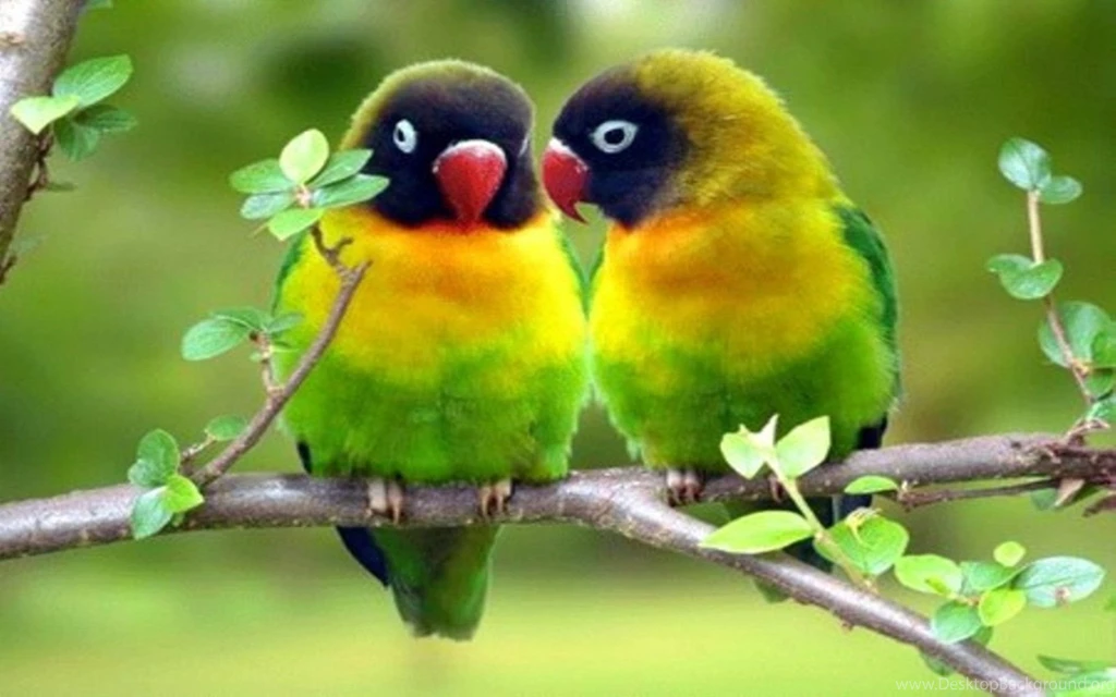 Animal wallpapers cute love birds wallpapers