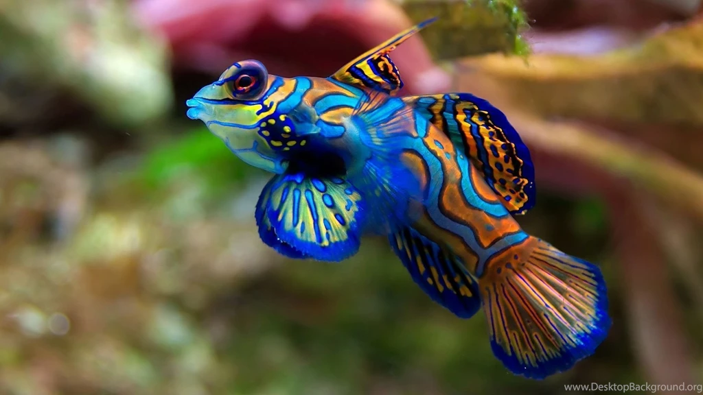 Animals Wallpapers Free Download_animal Wallpapers_download Free ...
