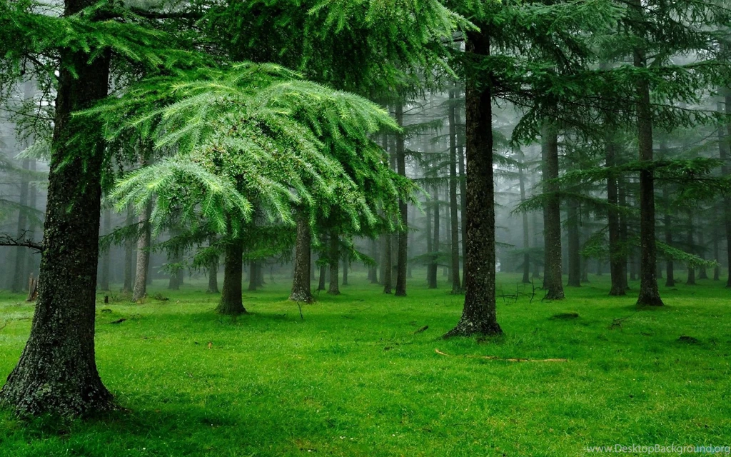 Www.wallpapereast.com Wallpapers Nature Page 6