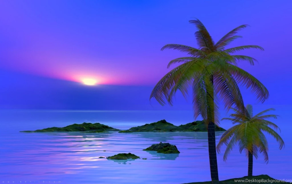 Palm Tree Wallpapers
