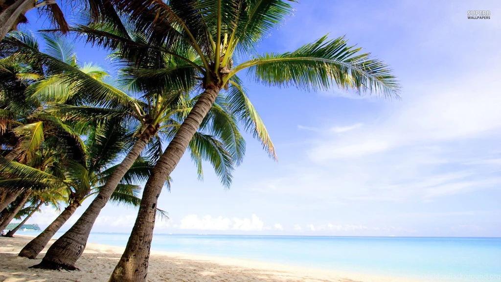 Palm Trees Wallpapers Beach Wallpapers