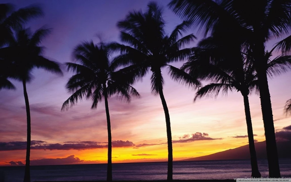 Palm Trees, Sunset HD Desktop Wallpapers : Widescreen : High ...