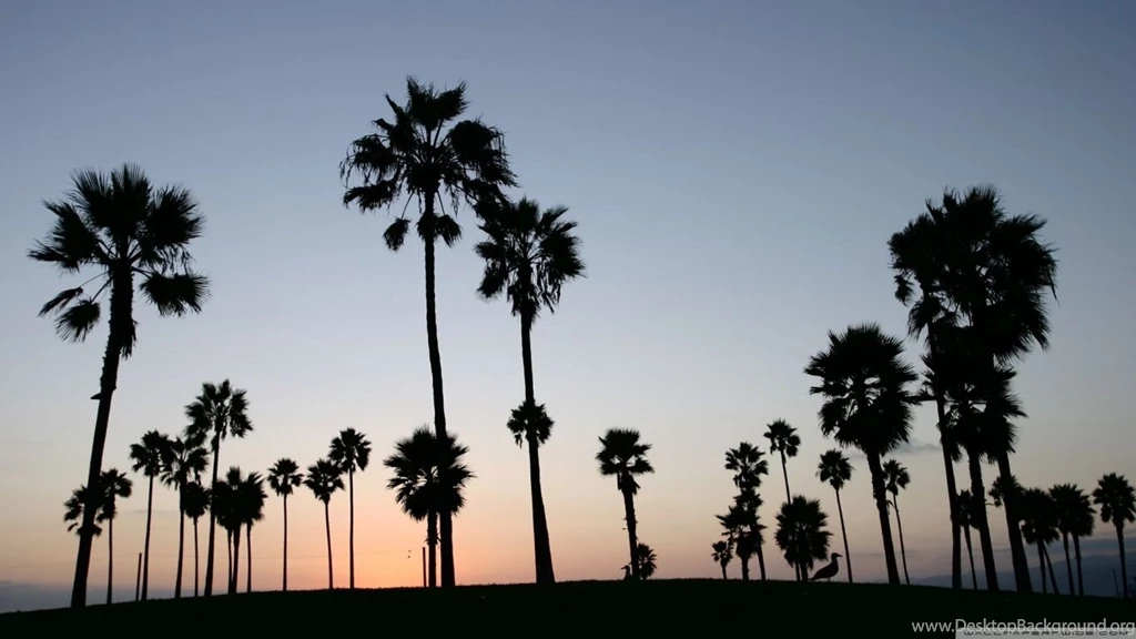 Palm Trees Silhouette HD Desktop Wallpapers : Widescreen : High ...