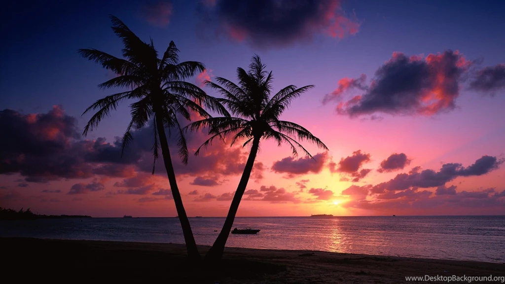Palm Tree Wallpapers For Iphone