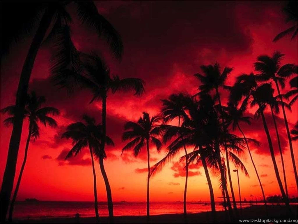 Palm Tree Sunset.jpg