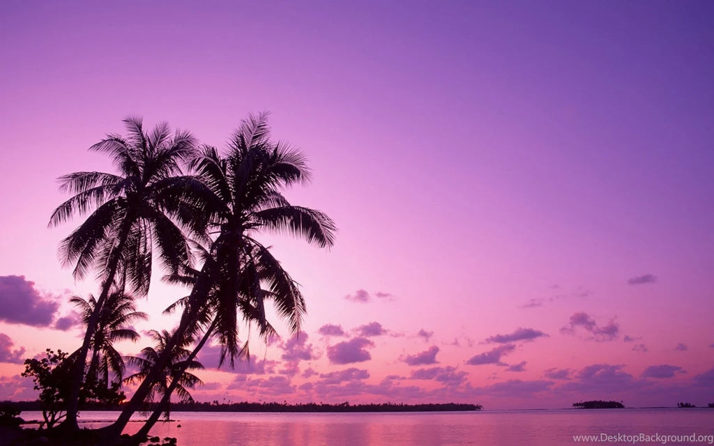 Beach Surfboards Palm Trees Wallpapers