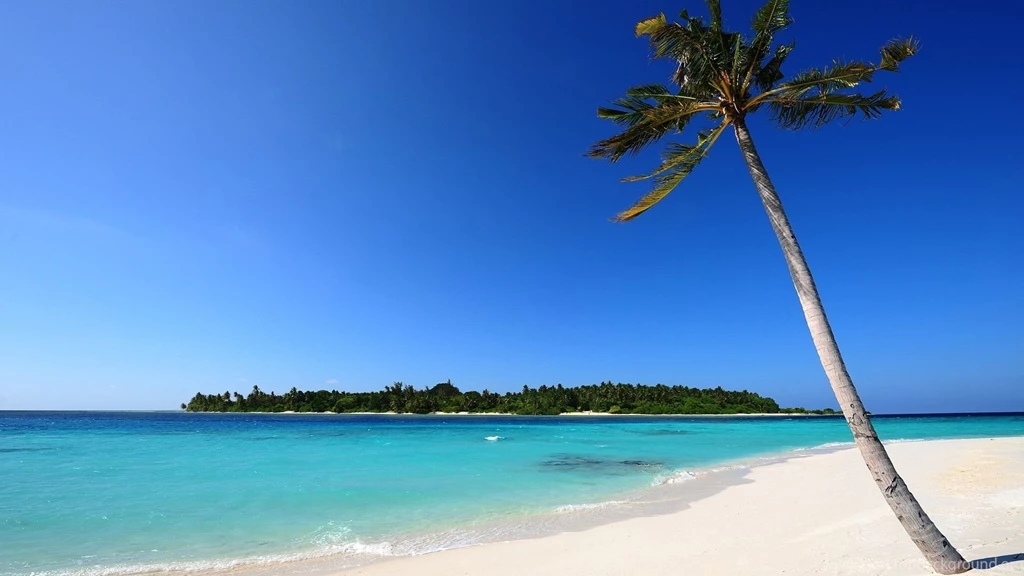 Full HD 1080p Palm Trees Wallpapers HD, Desktop Backgrounds 1920x1080
