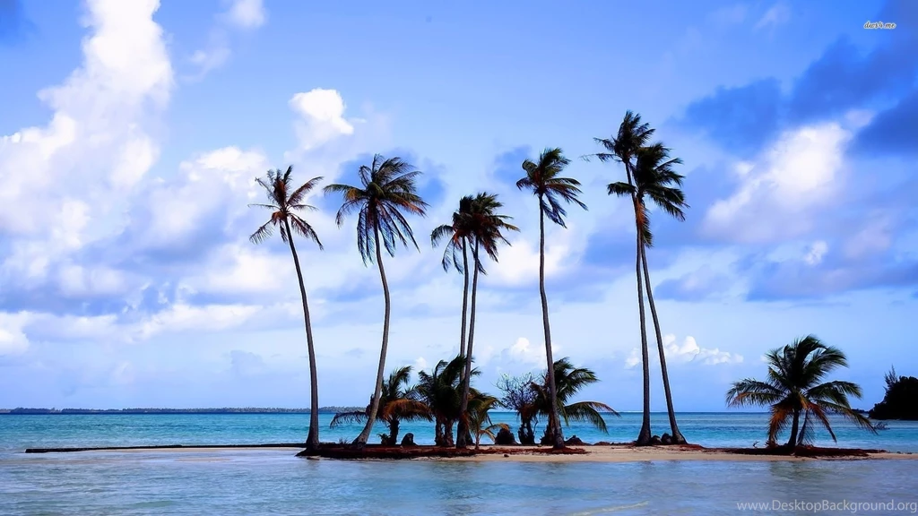 HD Palm Wallpapers