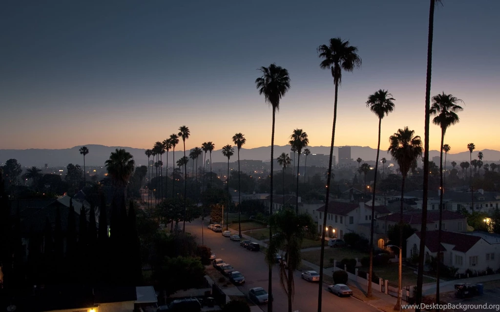 Los angeles palm trees.jpg