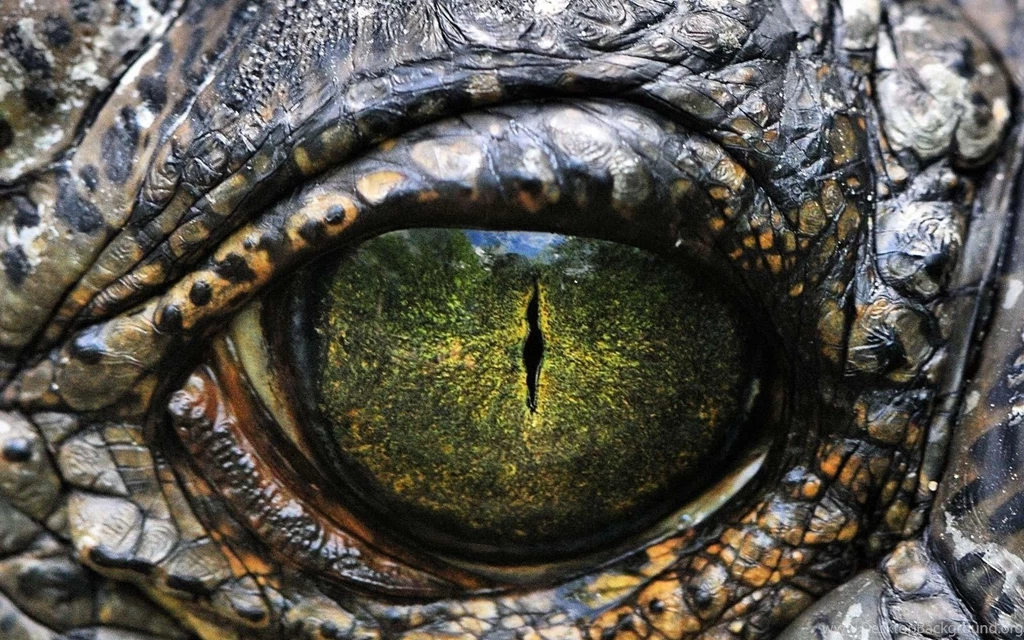 Android Wallpaper: Walking With Dinosaurs