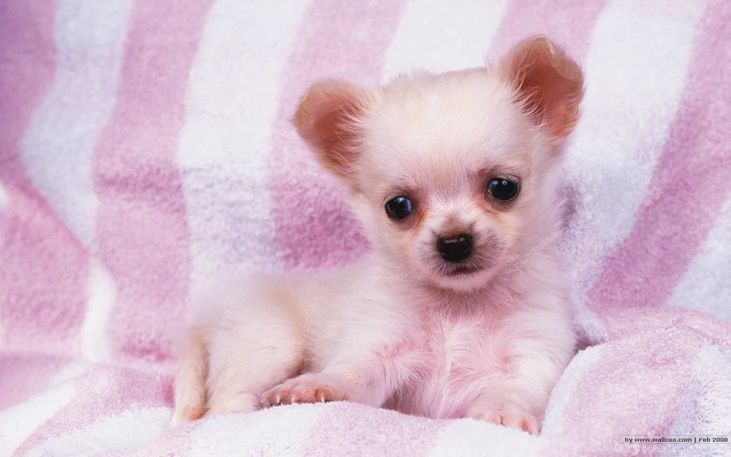 1680*1050 Lovely Puppy Wallpapers / Lovely Puppies Photos ...