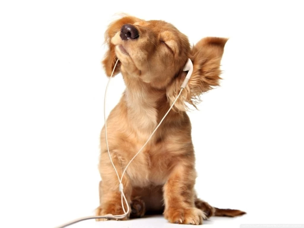 Cocker Puppy HD Desktop Wallpapers : Widescreen : High Definition ...