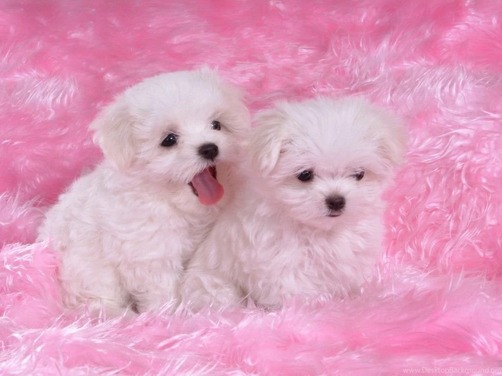 Wallpapers Of Puppies Pictures