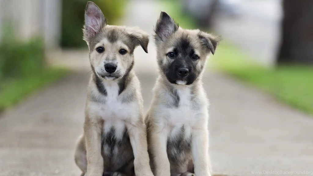 Cute Wallpapers Cute Puppies Wallpapers Puppy Wallpapers Wallpapers ...