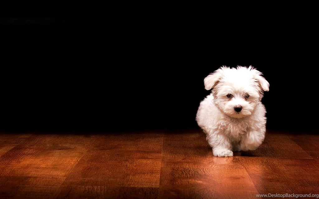 Puppy Wallpapers