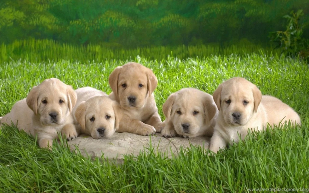 Cute Labrador Puppies Wallpapers HD Free 28742 PowerballForLife
