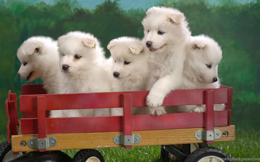 Puppies dogs images wallpaper.jpg