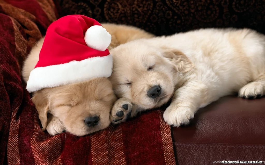 Cute Christmas Puppies Wallpapers