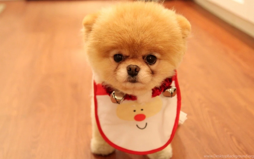 Cute And Adorable Puppy Pictures
