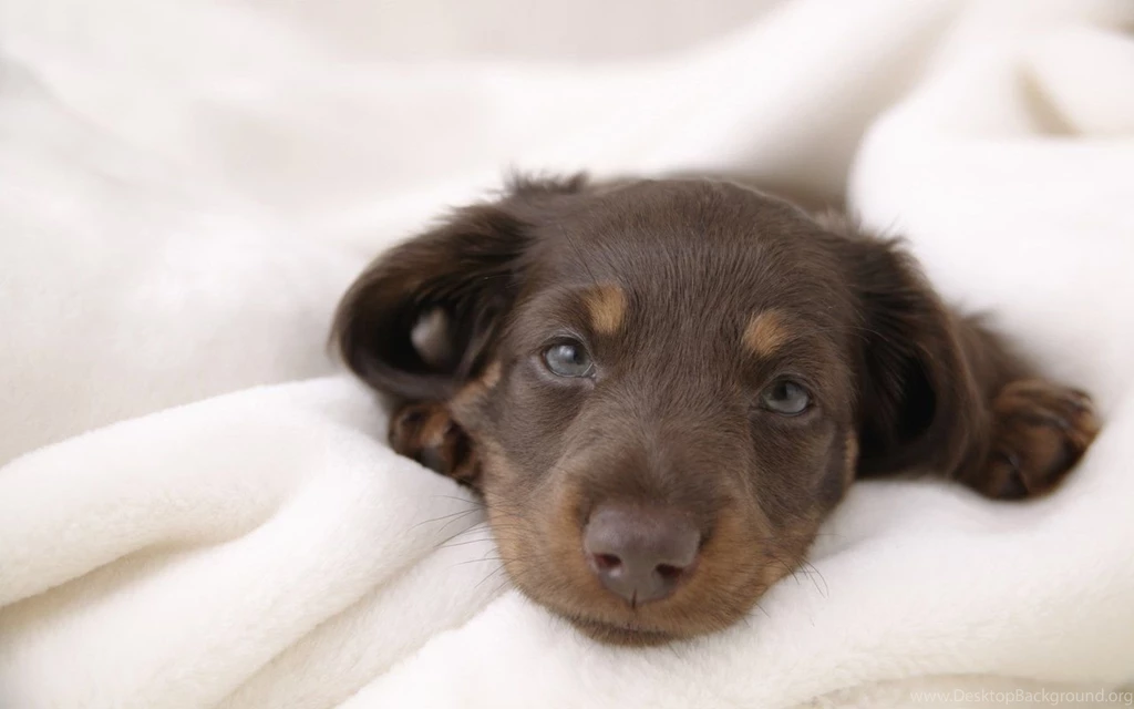 Miniature Dachshund Puppies Wallpapers Puppy Miniature Dachshund ...