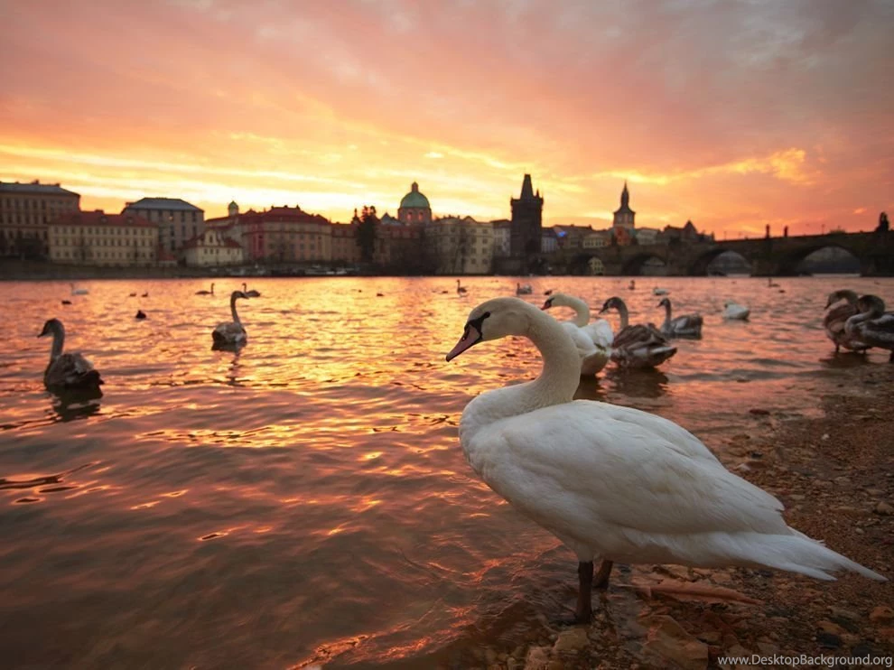Swan Picture Prague Wallpapers National Geographic Photo Of ...