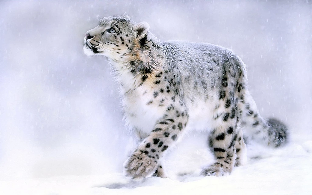 Snow Leopard Wallpapers HD Pictures