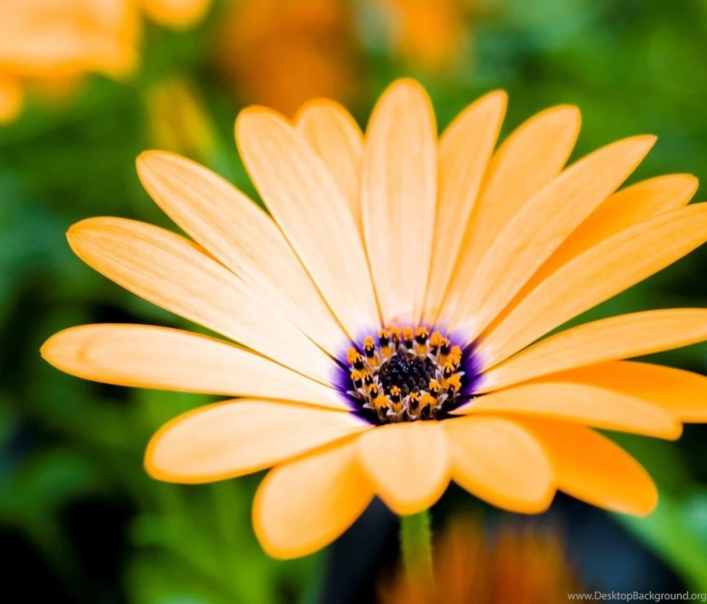 Flower Wallpapers For Android Tablets