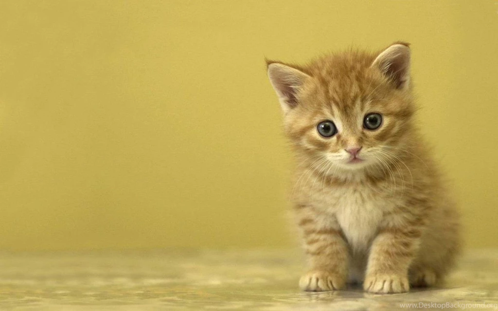 Cute Kitten HD Wallpapers 7 For Desktop Backgrounds Wallallies Com ...