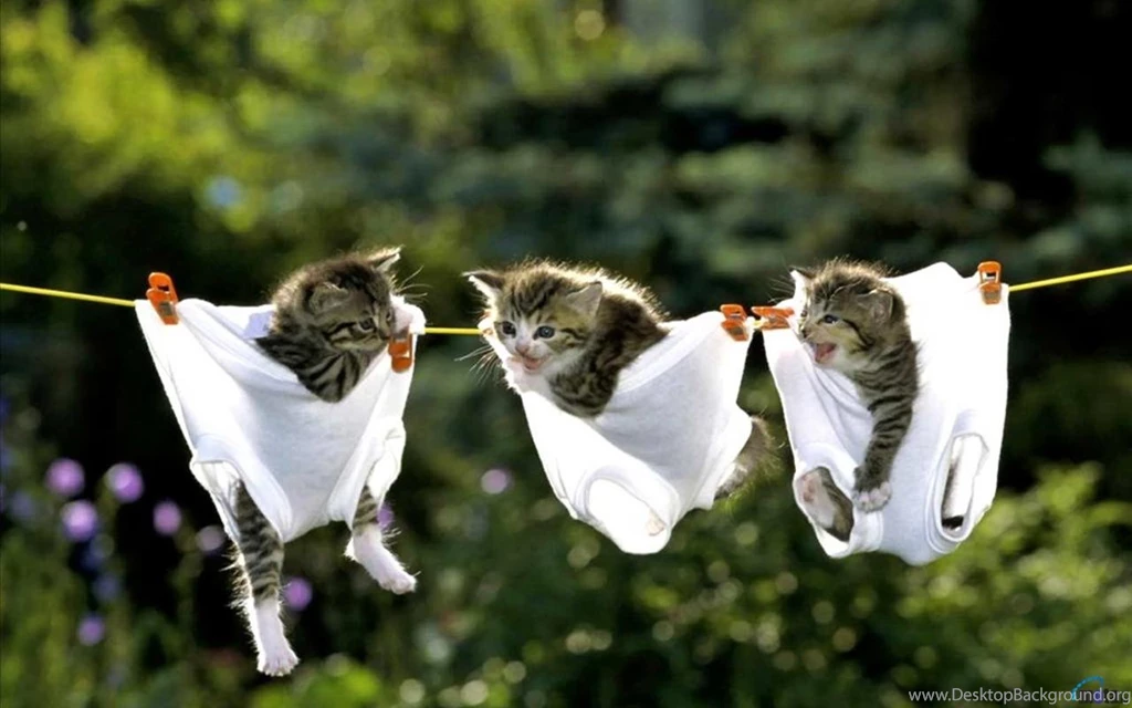 Download Wallpapers Kittens In Underwear On Clothesline (1280 X 800 ...