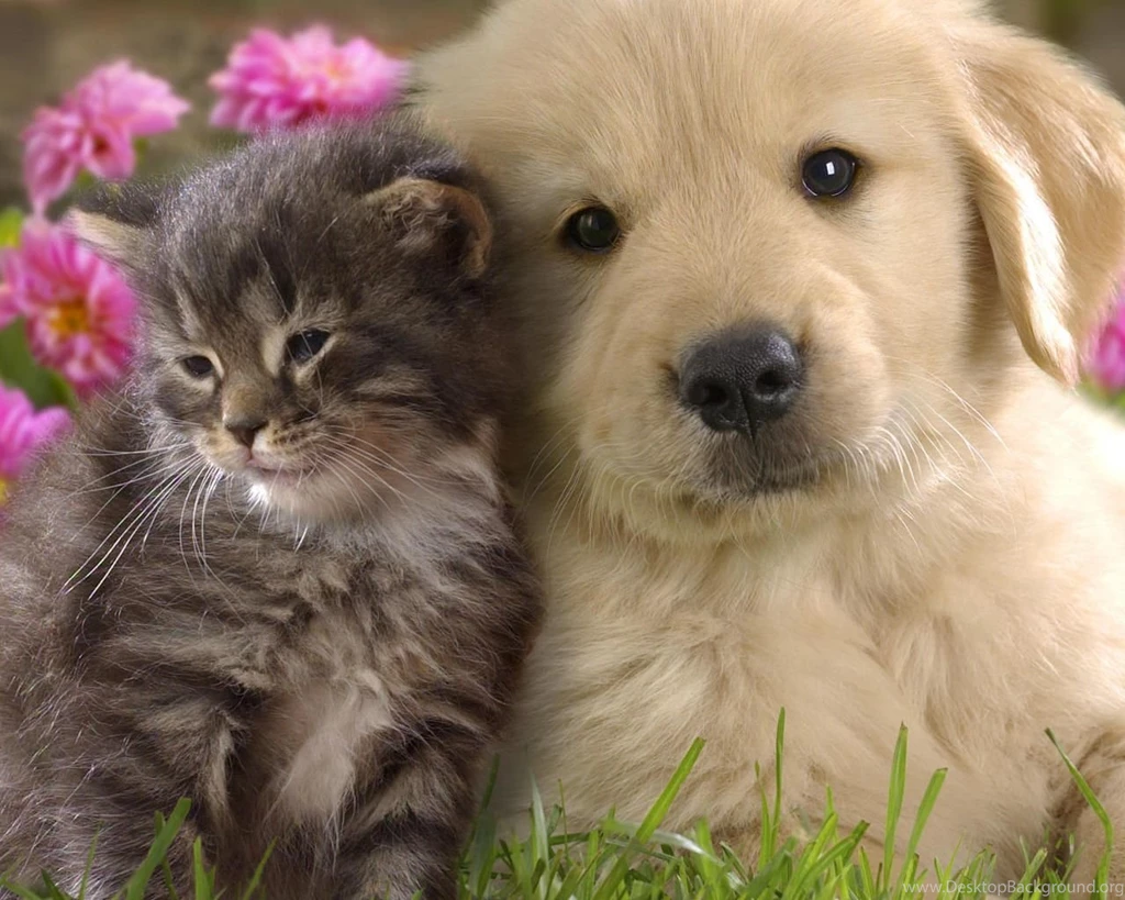 Kittenwallpapers Orgpuppy And Kitten Wallpapers PowerballForLife