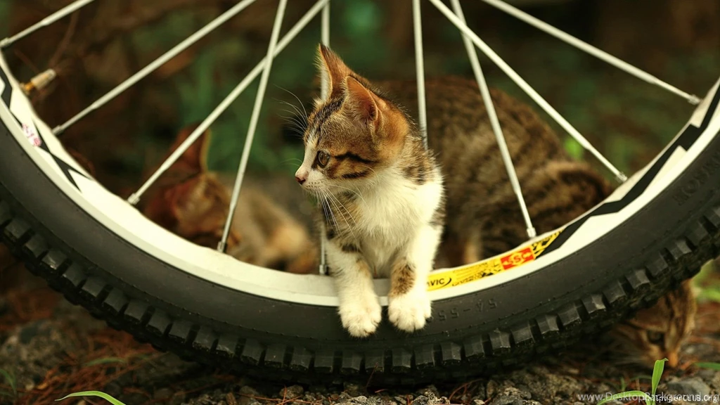 Nothing Found For Kittens Wallpapers Hd Desktop Backgrounds ...