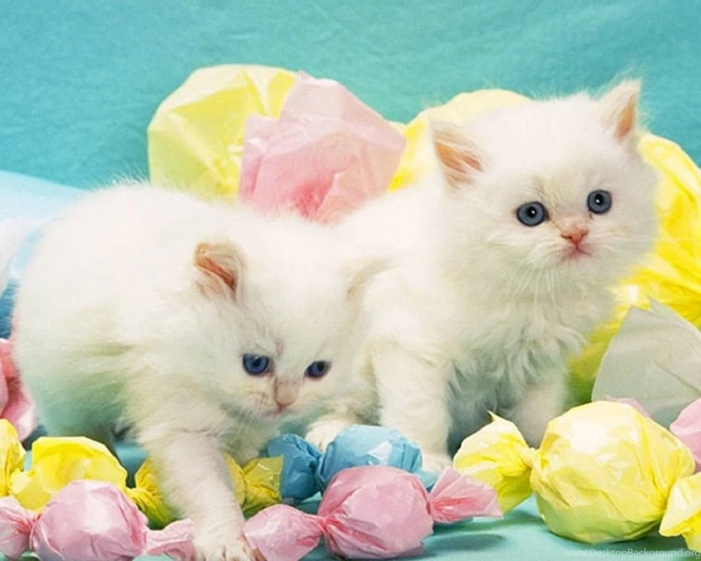 Candy Kittens Kittens Wallpapers
