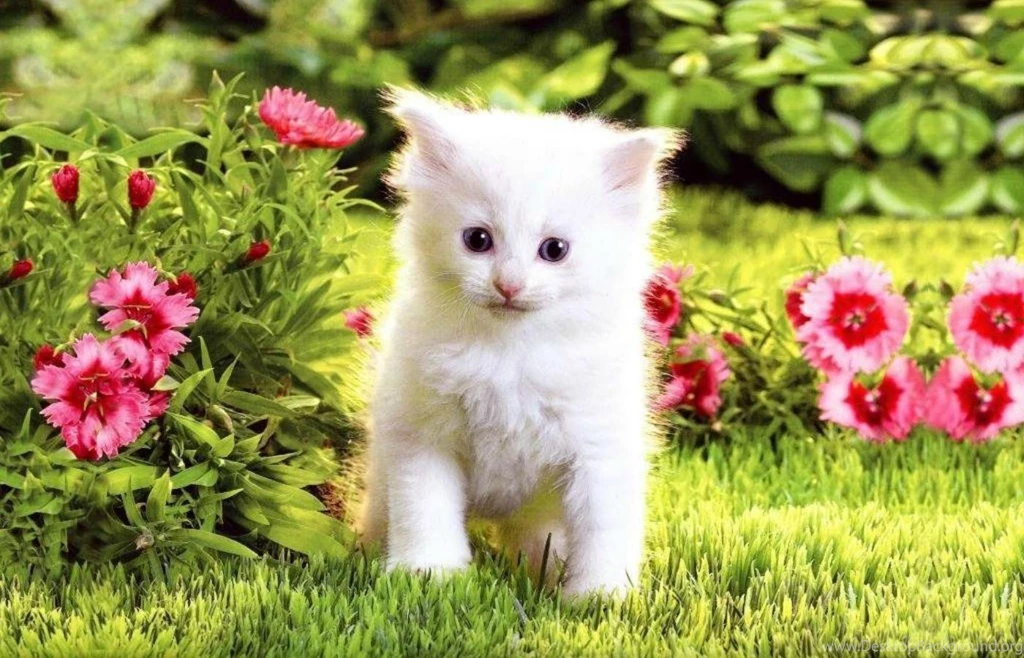 Super Kitten Wallpapers