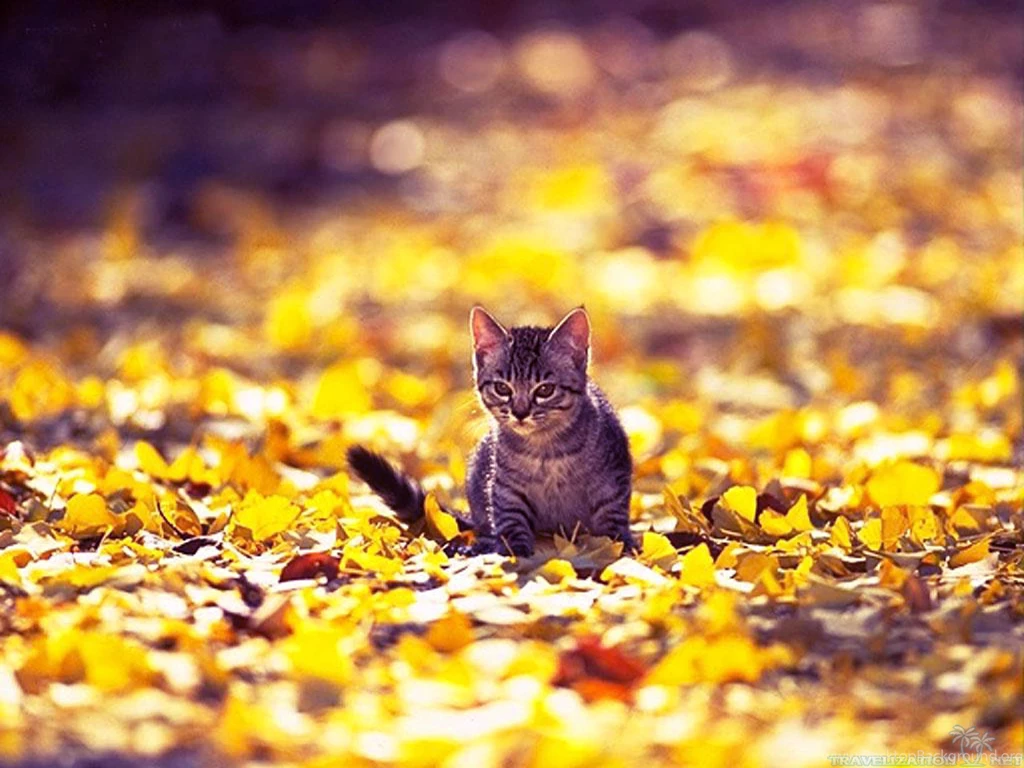 Amazingly Cool Cats Wallpapers