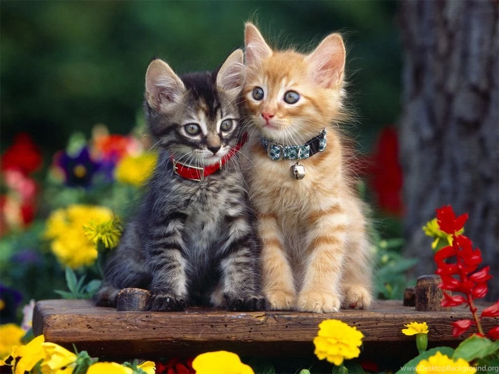 Kitten Wallpapers (1024x768) Cats Wallpapers (12251034) Fanpop