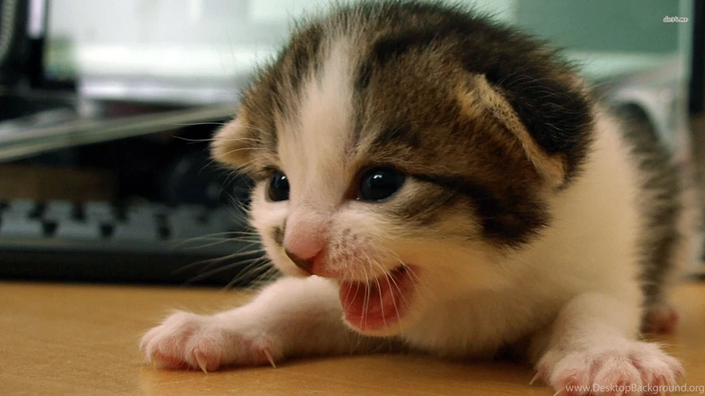 Kitten Wallpapers Animal Wallpapers