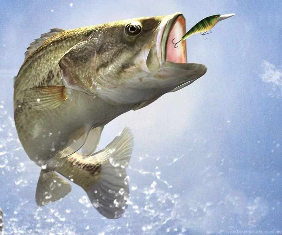 Bass Fishing Wallpaper Backgrounds