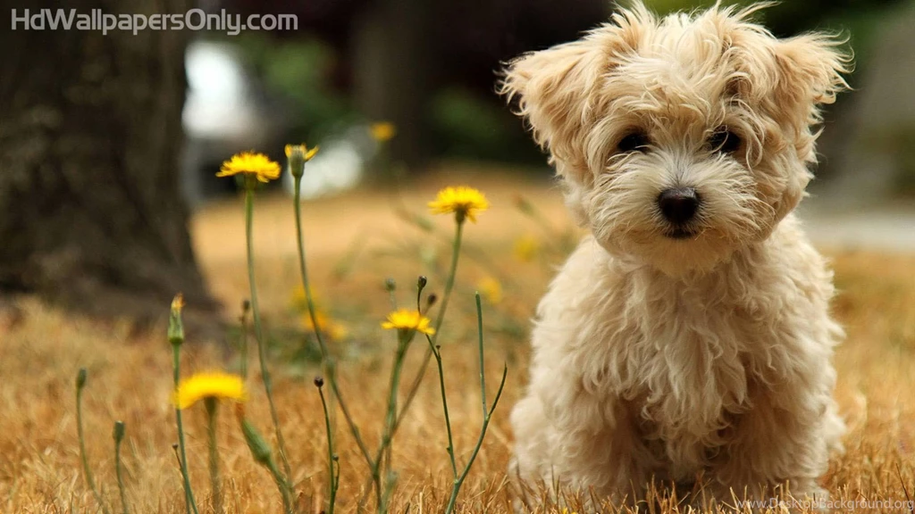 Nice Wallpapers For Desktop All Wallpapers New
