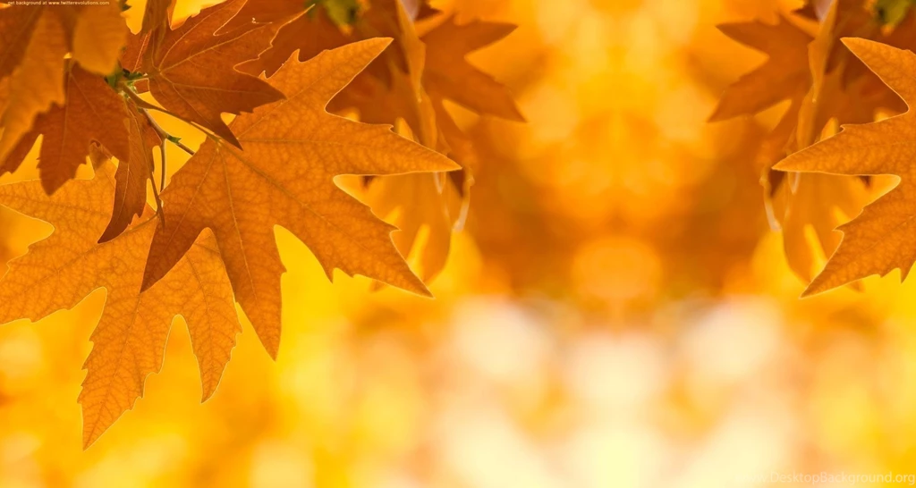 Fall Backgrounds