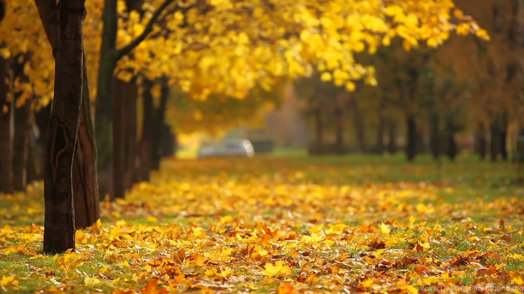 Fall Backgrounds Video YouTube