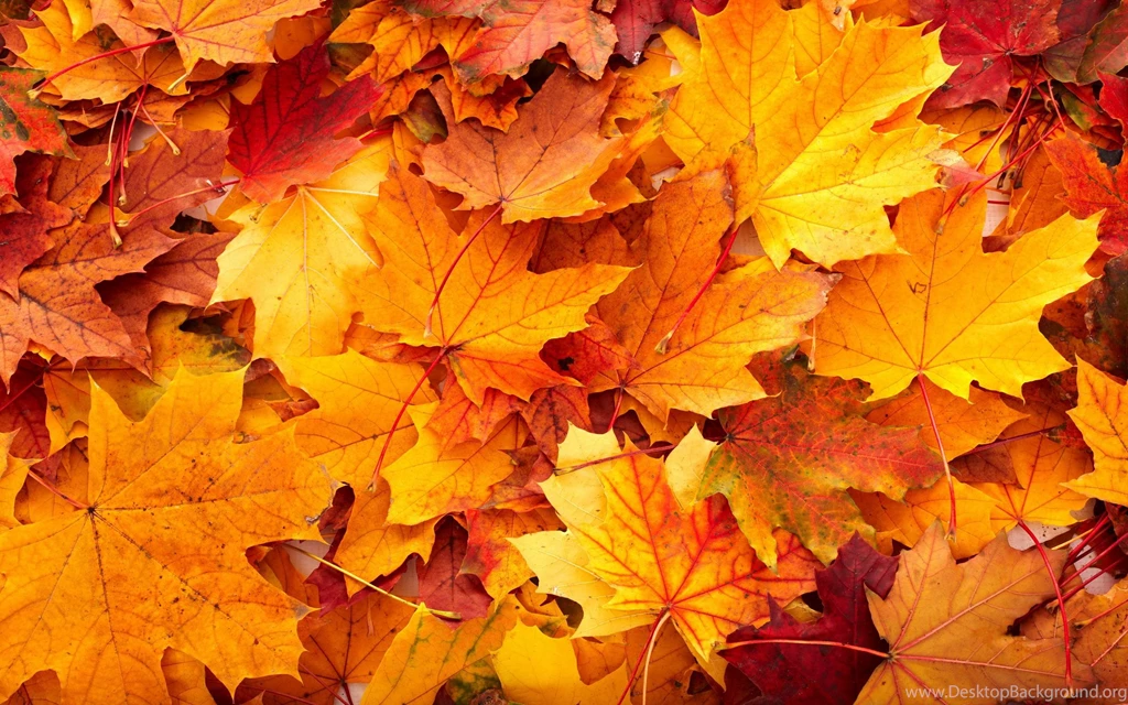 Fall Backgrounds Wallpapers