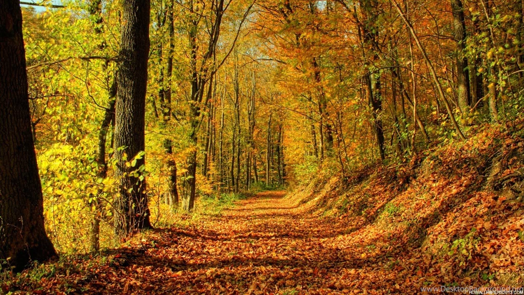 Fall Background Images Free