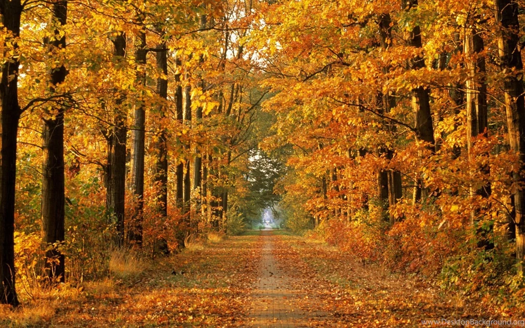 866 Fall HD Wallpapers