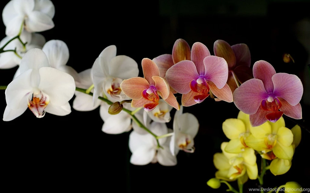 Orchid Flower, Orchids Photo Wallpapers For Your Desktop White ...