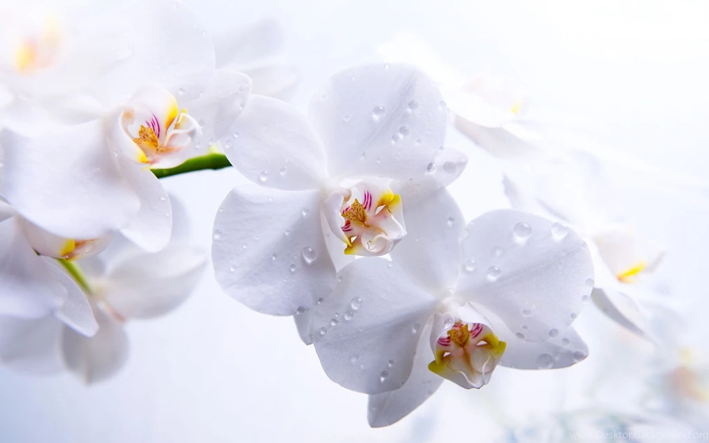 Download Orchid Wallpapers 208 1920x1200 Px High Resolution ...