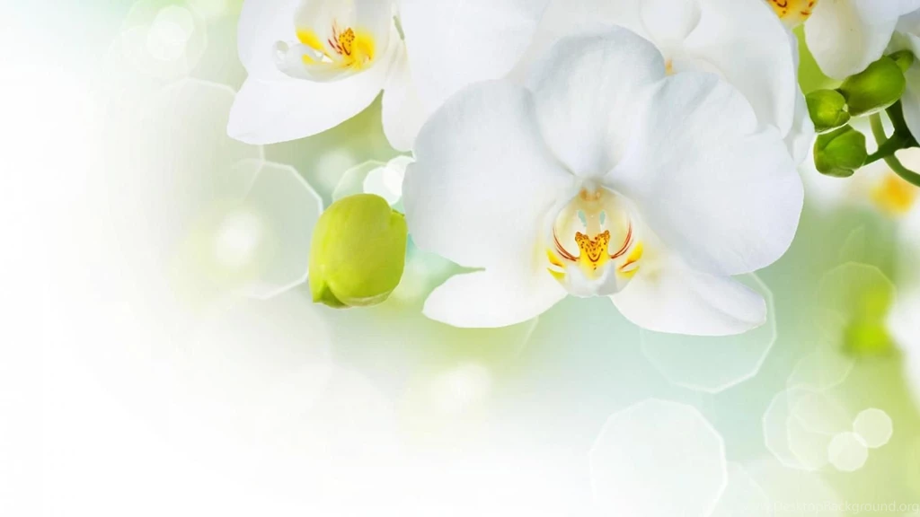WHITE ORCHID WALLPAPER (