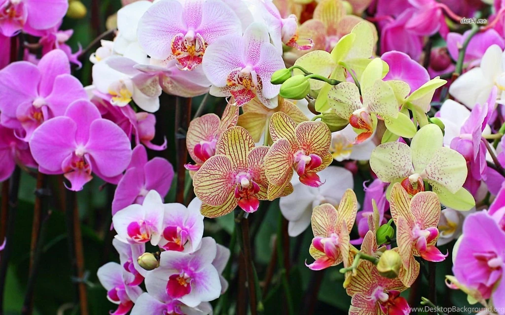 Colorful Orchids Wallpapers Flower Wallpapers