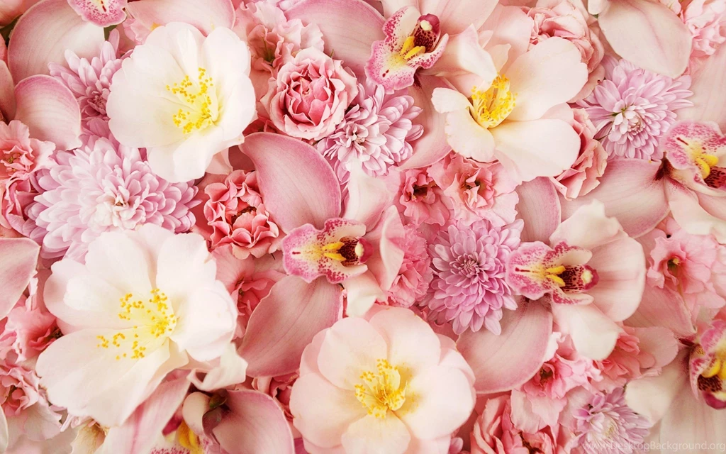 Pink Orchids Wallpapers