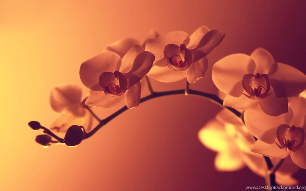 Daily Wallpaper: Wild Orchid